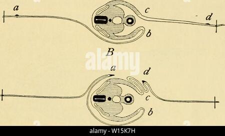 Archiv Bild ab Seite 160 für die Entwicklung der Küken. Die Entwicklung der Küken: eine Einführung in die embryologie. developmentofchi 02 lill Jahr: 1936 J C Abb. 78. A, B, und C. Diagramme zur Darstellung der Wirkung der Rotation des Embryos auf dem amniogenous somatopleure. Ein in allen Zahlen die Position der ectamnion auf der linken (unteren) Seite repräsentiert; d stellt in allen Zahlen die Position der ectamnion auf der rechten (oberen) Seite, h und c- an der Kreuzung der Amnion und Körper - Wand an der linken und rechten Seite. In Abb. A, a-b und cd sind gleich. In Abb. B, Rotation der Stockfoto