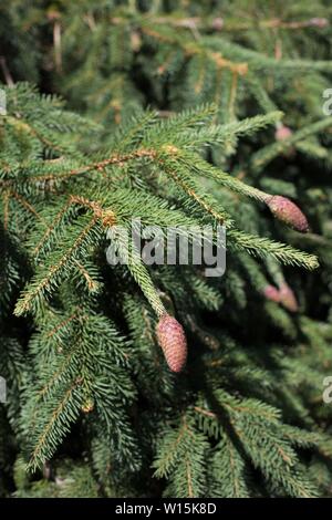 Picea abies 'Acrocona' zu schließen. Stockfoto
