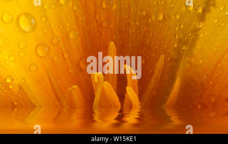 Gelb und Orange Blume Leiter in der Nähe der Staubgefäße und Wassertropfen mit einer großen Pfütze von Wasser und Reflexionen. Natur in Makro mit Garten Mohn Stockfoto