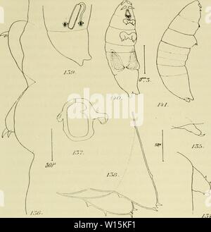 Archiv Bild von Seite 162 des Deuxième expédition antarctique Francaise (1908-1910). DeuxiÃ¨me expÃdition antarctique Francaise (1908-1910). deuximeexpdin 1914 fran Jahr: 1914 CRUSTACÃ PARASITEN. 103 Vasen 011 nliisicurs o(Mn |&gt; laii (de col Alcyonaire Ãtaient morts pondant Lu imit. Les doux Ministerpraesidenten Ld/Zn/ipr qu'il vil ohjui deleurhÃ Ãtaient sortis" an. /J. OT Abb. 13 Ich. Â Antennule VUE À un fort grossissomenl. Â Abb. 135. Die Antenne avec Son ciochel leiininal. Â Abb. 136. - Les Deux appentlicus anibulaloires d'un mÃmo cÃ¹tÃ du corps. Â Abb. 137. Â Kader iliiti - Neux autour Tun rorillce vul Stockfoto