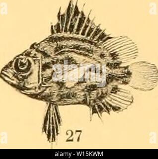 Archiv Bild ab Seite 163 von pfister der Knochenfische / Sterben. Sterben Pfister Knochenfische der Sammlungen Haberer und Doflein. diejapanischekno 00 fran Jahr: 1910 Stockfoto