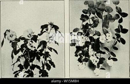 Archiv Bild von Seite 165 des Designs in der Gartengestaltung (1914). Design im Gartenbau. designinlandscap 00 root Jahr: 1914 Ich Abbildung 33. ROSE von SlIAROX Hibiscus Abbildung 35. SXOWr. KlMtV Syniplioricarpus laceiiio. su. s Stockfoto