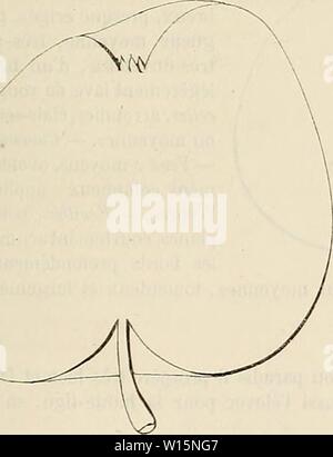 Archiv Bild von Seite 170 des Wörterbuch de pomologie Contenant. Wörterbuch de pomologie: Contenant l'histoire, la Description, la Abbildung des Früchte Früchte anciens et des modernes les plus généralement connus et cultivés. dictionnairedepo 003 lero Jahr: 1867 Deuxième Art. Maturité. Avril. November - Qualité. - Premiere. Historique. - Elle est comme regardée appartenant aux Putschist - Unis, où Charles Downing la décrivit en 1863 pour la première fois (s. 182), Sous Le nom Rot Winter Pear-Main. 11 Lui attribuait Les syno - nymes rot Lady Finger et Buncombe, Mais ne parlait Pas de Sohn liegen Stockfoto