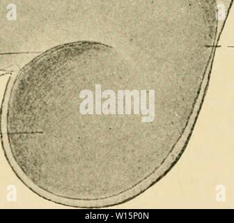 Archiv Bild ab Seite 171 für die Entwicklung der Küken. Die Entwicklung der Küken: eine Einführung in die embryologie. developmentofchi 02 lill Jahr: 1936-r C/) Opt. f-/T' PC Opt I D/enc-V.TR Te/enc Abb. 86. - Innere Sicht auf das Gehirn von einem Küken von etwa 82 Stunden aus einer Dissektion gezeichnet. Ch. opt., Chiasma opticus. Ep., Epiphyse (zirbeldrüse). Isth., Isth-mus. PI. enc. v., Plica encephali ventralis. Rec. opt., Recessus opticus. V. Tr., Velum Transversum. Andere Abkürzungen wie zuvor. Die Diencephaloii. Der Teil der primären fore-brain-pos-terior auf das telencephalon ist bekannt Stockfoto