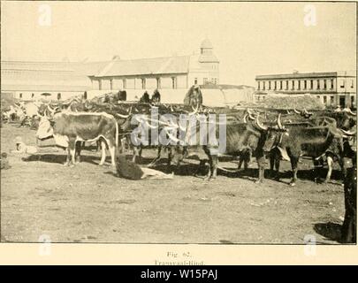 Archiv Bild von Seite 173 Abstammung der ältesten Haustiere sterben. Die Abstammung der ältesten Haustiere.. . Dieabstammungder 00 kell Jahr: 1902 Stockfoto