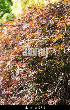 Acer palmatum var. 'Red Dragon' dissectum Japanischer Ahorn Baum, aus der Nähe. Stockfoto