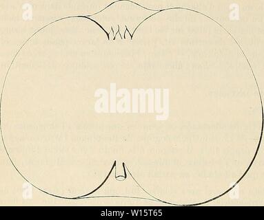 Archiv Bild von Seite 179 Wörterbuch de pomologie Contenant. Wörterbuch de pomologie: Contenant l'histoire, la Description, la Abbildung des Früchte Früchte anciens et des modernes les plus gÃnÃralement connus et cultivÃs. dictionnairedepo 003 lero Jahr: 1867 172 CAL [CALLEVILLE BAR "BLA] PÃtiole: peu Lange, Ãpais, ins rosÃ à la base, Presque dÃpourvu de cannelure. Die Nebenblätter: petites ou moyennes. FertilitÃ. Â Pomme Calleville BarrÃ. MÃdiocre. Kultur. "La greffe sur Paradis et la forme Cordon ou gobelet Lui sind trÃ¨s-profitables; pour en faire un plein - passa Vent-ble il faut Stockfoto