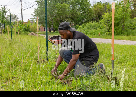 Detroit, Michigan - Thomas Roberes von Detroit Weinberge, Pflanzen Marquette Wein trauben auf ehemals freie Flächen in der Stadt Morningside Nachbarschaft. Stockfoto