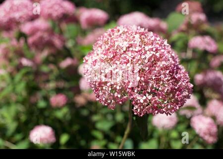 Hydrangea arborescens 'Invincibelle Geist'. Stockfoto