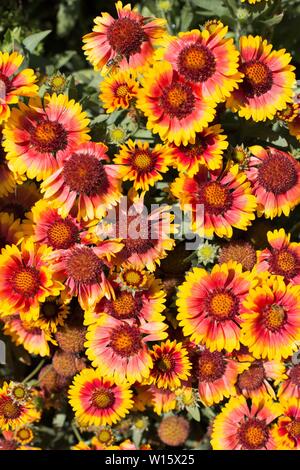 Gaillardia grandiflora - Arizona Sun decke Blume. Stockfoto