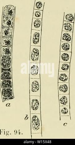 Archiv Bild von Seite 186 des Deuxième expédition antarctique Francaise (1908-1910). DeuxiÃ¨me expÃdition antarctique Francaise (1908-1910). deuximeexpdifa 1912 fran Jahr: 1912 riILOROPHYCEM. 179 Abb. 94.â Vlothrix jlaccida KÖLN "lz. . A, un-filament avec (les akinÃ'tps. ULOTiiRICHACE. 26. Ulothrix Kiitz flaccida. Vnr. fragilis Ilook. et llnrv., FI. aiilairl., S. 4".) 7, Tali. 193, Abb. 2; â Ilon. sfÃ ¯., Proclr.. s.-i - "G"; "De T. mi, Inr. ril.. s.] r. l-l (V2; L., Inc. ril.. S. 37.'). Lyngbya fragilis Haken. il Li; Irv., in l. oiul. . Inurn. IkiL 1845, 11,-'. Iil. Ulothrix fragilis Kiilz.,. Stockfoto