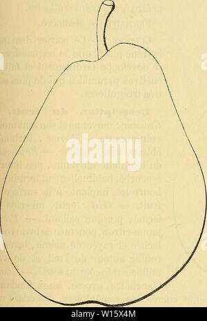Archiv Bild von Seite 186 Wörterbuch de pomologie Contenant. Wörterbuch de pomologie: Contenant l'histoire, la Description, la Abbildung des Früchte Früchte anciens et des modernes les plus gÃnÃralement connus et cultivÃs. dictionnairedepo 002 lero Jahr: 1867 FON [fondante Mou â prÃ] 179 Poire Fondante de Moulins-Lille. Kultur. ÂLe Franc est le Sujet que ce poirier prÃfÃ¨re, nous aussi sur le quoique greffions cognassier et qu'il y vÃgÃ ¨ te passablement; il fait Les Pyramides assez convenables. Beschreibung du Obst. Â Gros-seur: Au-dessus de la Moyenne. Â Forme: ovoÃ ¯ de, bosselÃe, un Stockfoto