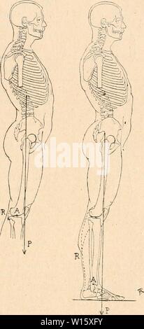 Archiv Bild von Seite 188 Wörterbuch de Physiologie (1913). Wörterbuch de Physiologie. dictionnairedeph 1001 reiche Jahr: 1913 Abb. 30. - Équilibre des Taucher Segmente du corps sur les uns les autres dans la station Droite. - Ich, Station du Tronc sur les cuisses; II, Station des sur les cuisses Unterschenkelknochen, III, Station des Jambes sur les pieds; A, point d'appui au Centre articulaire; P, ligne de gra-vité. R, Résistance ligamenteuse (I, II) ou "usculaire (III) (Paul reicher). Stockfoto