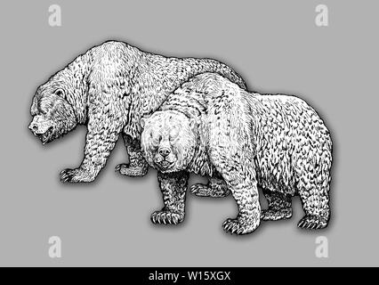 Grizzly Bear Family. Tragen Tinte Zeichnung. Tiere illustartion. Stockfoto