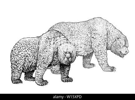 Grizzly Bear Family. Tragen Tinte Zeichnung. Tiere illustartion. Stockfoto