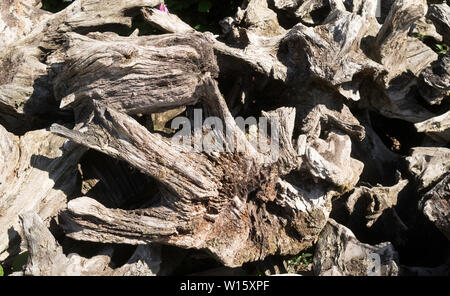 Eine Sammlung von alten Baumstümpfen angehäuft zusammen, England, Großbritannien Stockfoto