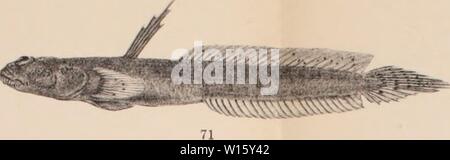 Archiv Bild von Seite 190 Pfister der Knochenfische / Sterben. Sterben Pfister Knochenfische der Sammlungen Haberer und Doflein. diejapanischekno 00 fran Jahr: 1910 Stockfoto