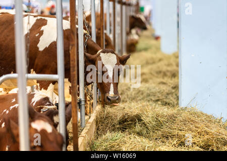 Gefleckten Kühe im Stall von Dairy Farm Stockfoto