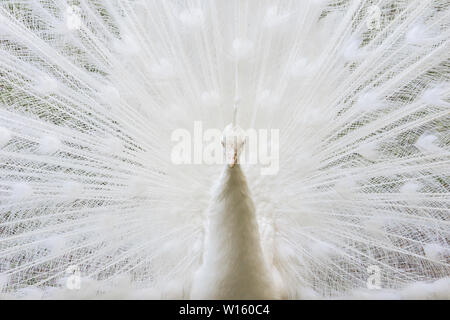 In der Nähe von wunderschönen weißen Pfau mit Federn aus. Weißer Pfau seine elegante schöne Schwanzfedern anzeigen Stockfoto