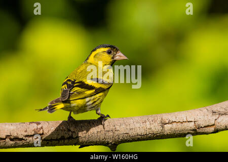 Männliche siskin Nahrungssuche im späten Frühling/Anfang Sommer Sonnenschein in Mid Wales Stockfoto