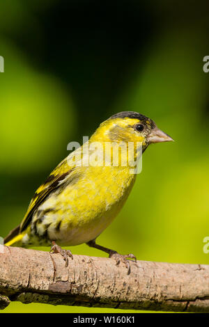 Männliche siskin Nahrungssuche im späten Frühling/Anfang Sommer Sonnenschein in Mid Wales Stockfoto