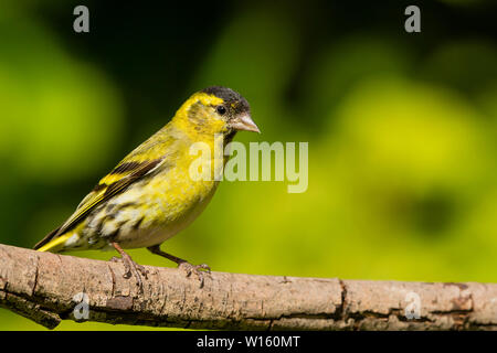 Männliche siskin Nahrungssuche im späten Frühling/Anfang Sommer Sonnenschein in Mid Wales Stockfoto