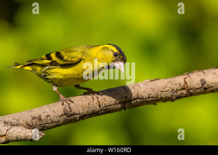 Männliche siskin Nahrungssuche im späten Frühling/Anfang Sommer Sonnenschein in Mid Wales Stockfoto