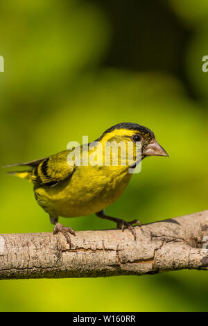 Männliche siskin Nahrungssuche im späten Frühling/Anfang Sommer Sonnenschein in Mid Wales Stockfoto