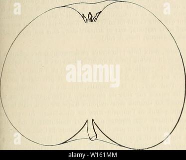 Archiv Bild von Seite 202 Wörterbuch de pomologie Contenant. Wörterbuch de pomologie: Contenant l'histoire, la Description, la Abbildung des Früchte Früchte anciens et des modernes les plus gÃnÃralement connus et cultivÃs. dictionnairedepo 004 lero Jahr: 1867 REI [können] reinette 639 Pomme de Reinette Kanada. Â DeuxiÃ¨me Art. Reinette du Canada, dÃmontrant ainsi Leur nicht-identitÃ. En 1809 Louis Bosc, alors Chargé de Kultur Au Jardin des Plantes de Paris, dont Il devint ensuite le directeur, Auftragsbestätigung de toute Sohn autoritÃ scientifique l'Stellungnahme de Calvel. Il vit, comme ce Letzte, deu Stockfoto