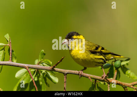 Männliche siskin Nahrungssuche im späten Frühling/Anfang Sommer Sonnenschein in Mid Wales Stockfoto