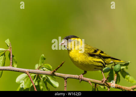 Männliche siskin Nahrungssuche im späten Frühling/Anfang Sommer Sonnenschein in Mid Wales Stockfoto