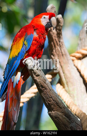 Red Parrot, hellrote Ara (Ara Macao) Vogel Stockfoto