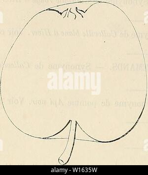 Archiv Bild ab Seite 207 von Wörterbuch de pomologie Contenant. Wörterbuch de pomologie: Contenant l'histoire, la Description, la Abbildung des Früchte Früchte anciens et des modernes les plus gÃnÃralement connus et cultivÃs. dictionnairedepo 003 lero Jahr: 1867 200 können 97. Pomme de CANNELLE. Syuonymc. - Pomme Zimuet (Hermaa Knoop, Pomologie. Ãdition Allemande, 1760 t II pi. XI, n" 84). ''BJesei - iptiosa Ãe â ¬ H' as-bre. Bois - fort. Â Rameaux: nombreux, faiblement ÃtalÃs, sehnt sich, Assez gros, Bien, coudÃs lÃgÃ ¨ rement cotonneux, brun rougeÃ trÃ¨Clair. Â Lenticelles: Mehr oder weniger arr Stockfoto