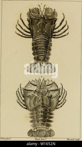 Archiv Bild von Seite 214 des Wörterbuch des sciences naturelles, Dans. Stockfoto