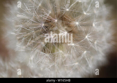 Makroaufnahme, close-up der typischen Dandelion Clock blowball in Heidenheim, Deutschland. Stockfoto