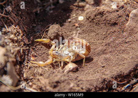 Brauner Skorpion mit ihren Nachwuchs an Boden. Stockfoto