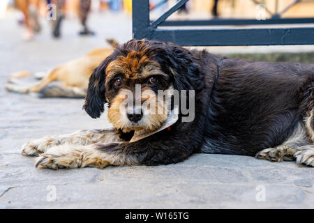 Street Dogs aus Havana, Cuba. Stockfoto