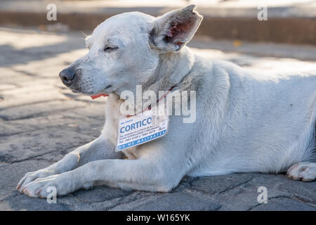 Street Dogs aus Havanna, Kuba Stockfoto