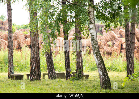 Viele hay Stacks hinter Birken an einem sonnigen Frühlingstag in Ecka Stockfoto