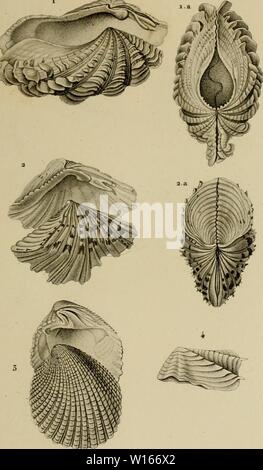 Archiv Bild von Seite 222 Wörterbuch des sciences naturelles, Dans. Stockfoto