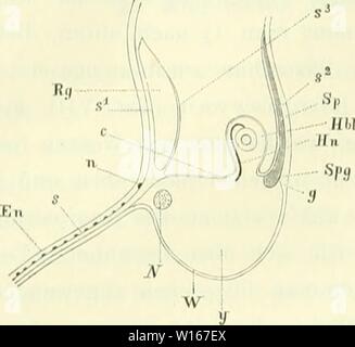 Archiv Bild ab Seite 225 von Die Medusen; morphologisch und physiologisch. Stockfoto