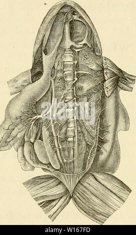 Archiv Bild ab Seite 225 von Die Anatomie des Frosches Ein. Stockfoto