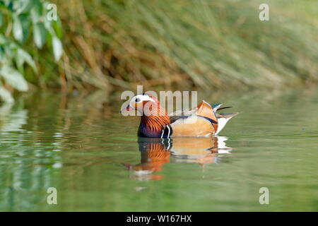 Die mandarinente ist ein Hocken Entenarten native nach Ostasien. Sie ist mittelgroß Dabbling Duck. Stockfoto