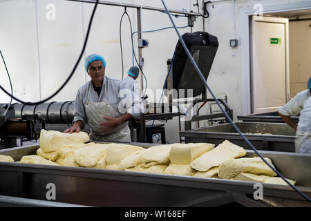 Cheddaring Quark. Quickes Käse, Devon, Großbritannien. Eine traditionelle kleine handwerkliche Milchprodukte und Käse Teekocher im Jahre 1540 gegründet Stockfoto