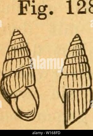 Archiv Bild ab Seite 231 der Deutsche Ausflüge - Mollusken - Fauna (1884). Stockfoto