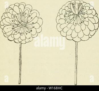 Archiv Bild ab Seite 231 der Deutschen Garten-Zeitung (1886). Deutsche Garten-Zeitung. deutschegartenze 01 Witt Jahr: 1886 224 Prunus Cer, Bhexii fl, PL. - Sterben Ausst, in Wien, [Deutsche Garten-Zeitung.um Fehler und Lücken auszubessern. Die wahren Früchte reifen erst nach der Aussaat, sterben hier geschehen ist. Mancher hat seine Kenntnisse bereichert, andere haben sie erneuet, neue Liebhaber Sindh gewonnen, und unterstützt dabei, einst die Zeit in jene Kreise wieder das seltene Fest einer solchen Konferenz: es würde offen-bar Werdener, welche Erfolge die erste Versammlung ermögHcht Hut. Does not Technologie eine Bes Stockfoto