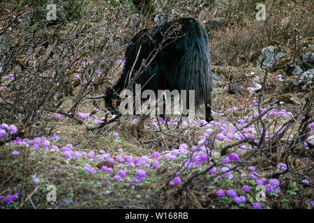 Lachung Yak Stockfoto