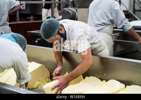 Cheddaring Quark. Quickes Käse, Devon, Großbritannien. Eine traditionelle kleine handwerkliche Milchprodukte und Käse Teekocher im Jahre 1540 gegründet Stockfoto