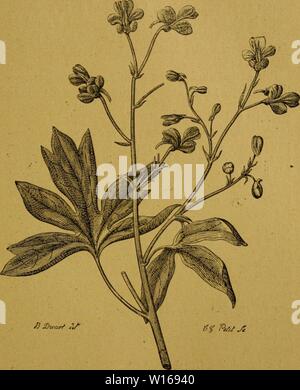 Archiv Bild von Seite 234 Des Plantes vénéneuses et des. Des Plantes vÃnÃneuses et des empoisonnements qu'elles dÃterminent. desplantesvn 00 Mais Jahr: 1893 DES PLANTES VENENEUSES, 221 contenant des graines collÃes les unes contre les autres,/Jjziiiv,, y Abb. 25. Â DelphÃ®-nium StaphysagrÃ® ein. Â StaphysaigrÃ". dÃformÃes par pression rÃciproque. L'Briefumschlagsymbol de ces Graines, d'un Brun- grisÃ¢tre, prÃsente Ã sa Oberfläche un rÃseau de Linien saillantes enchevÃªtrÃes. Stockfoto