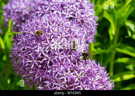 Verschiedene Arten von Bumble Bee Fütterung auf ein Alium Blume. Stockfoto